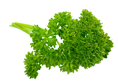 洋芫荽的作用 parsley leaf