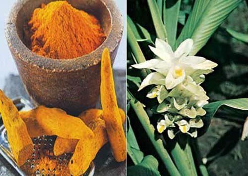 herbs 姜黄素(姜黄 curcumin(turmeric 姜黄素类化物是天然植物